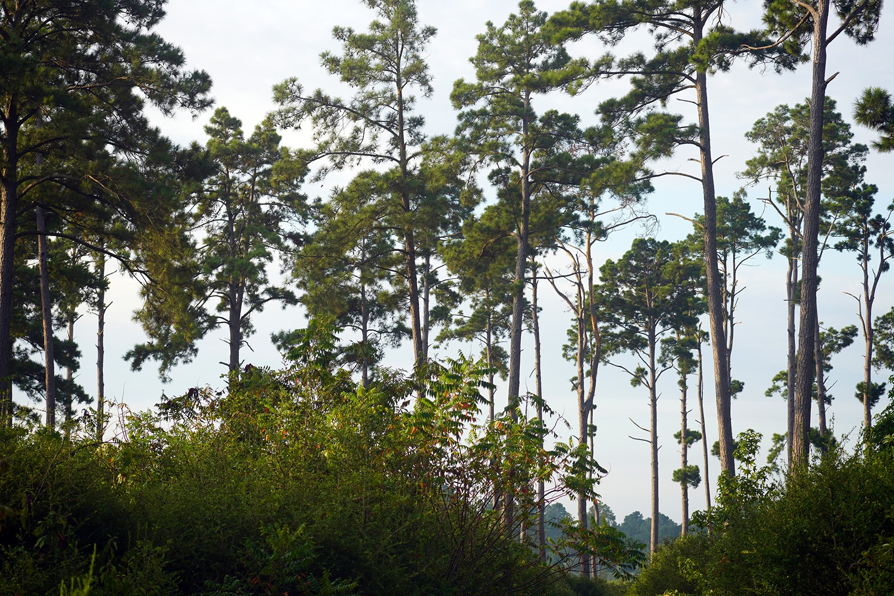 8301 State Highway East Centerville, TX 75833 - Photo 26 of 40 a view of forest