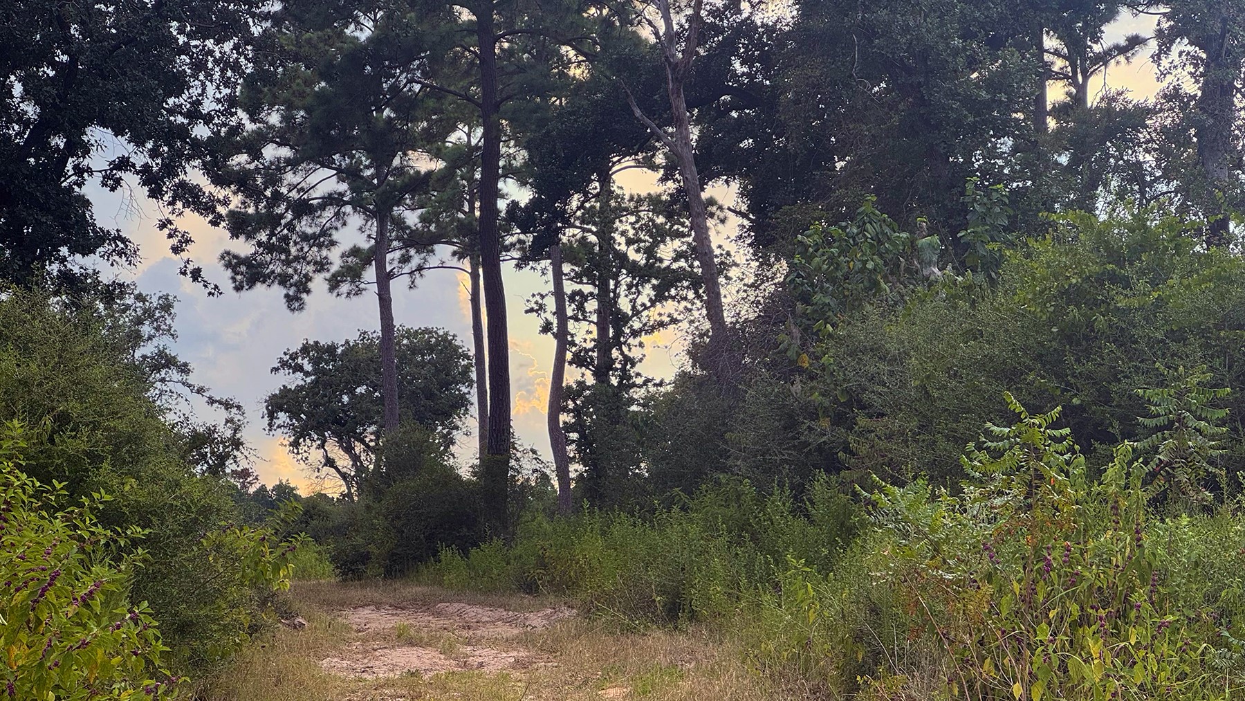 8301 State Highway East Centerville, TX 75833 - Photo 27 of 40 a view of a tree in a yard
