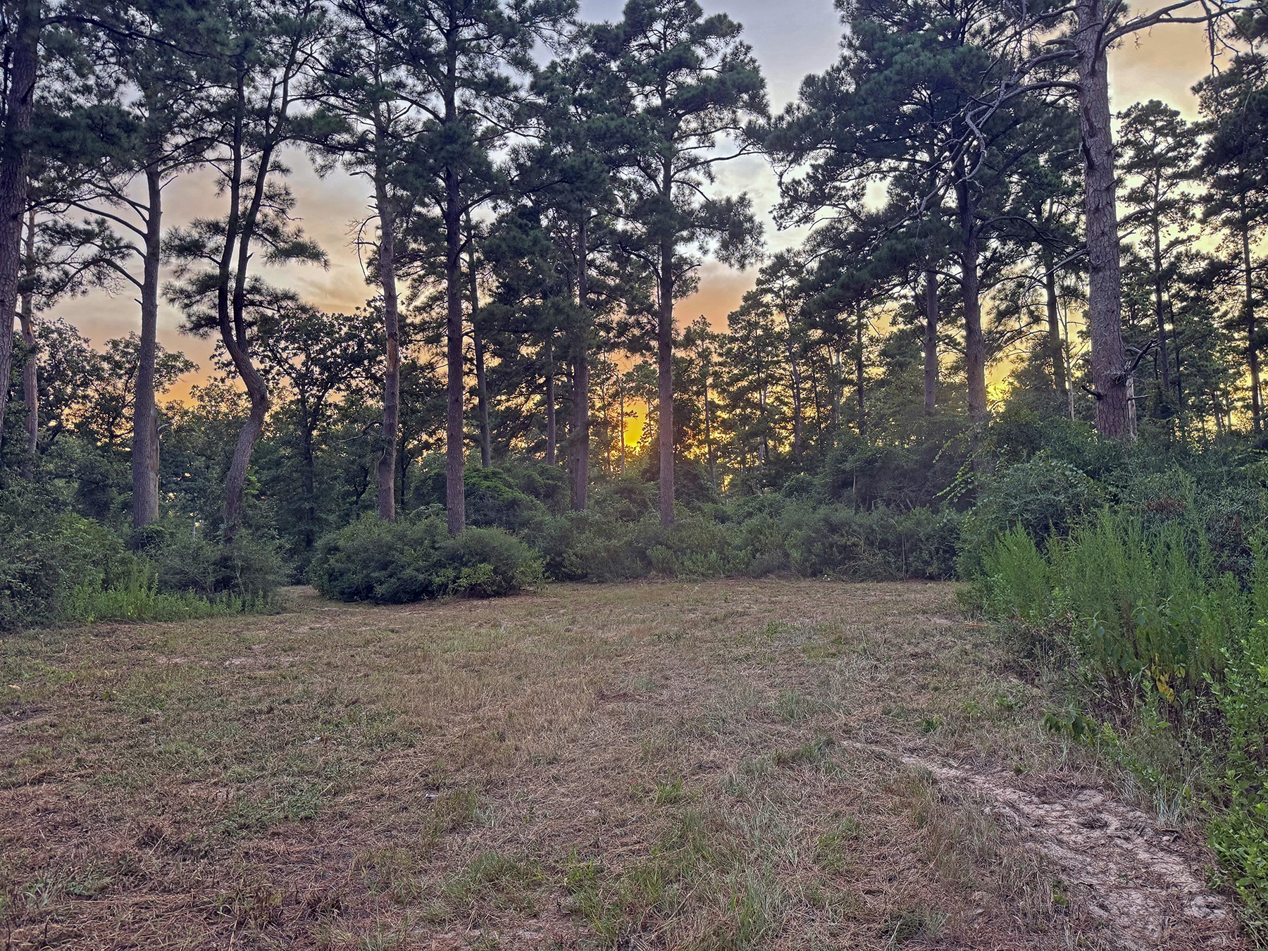8301 State Highway East Centerville, TX 75833 - Photo 29 of 40 a view of a big yard with trees