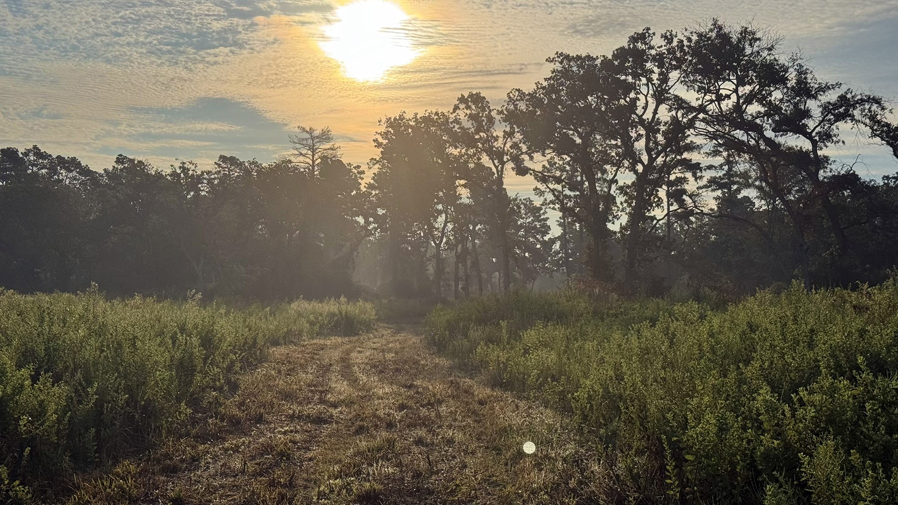 8301 State Highway East Centerville, TX 75833 - Photo 32 of 40 a view of a yard