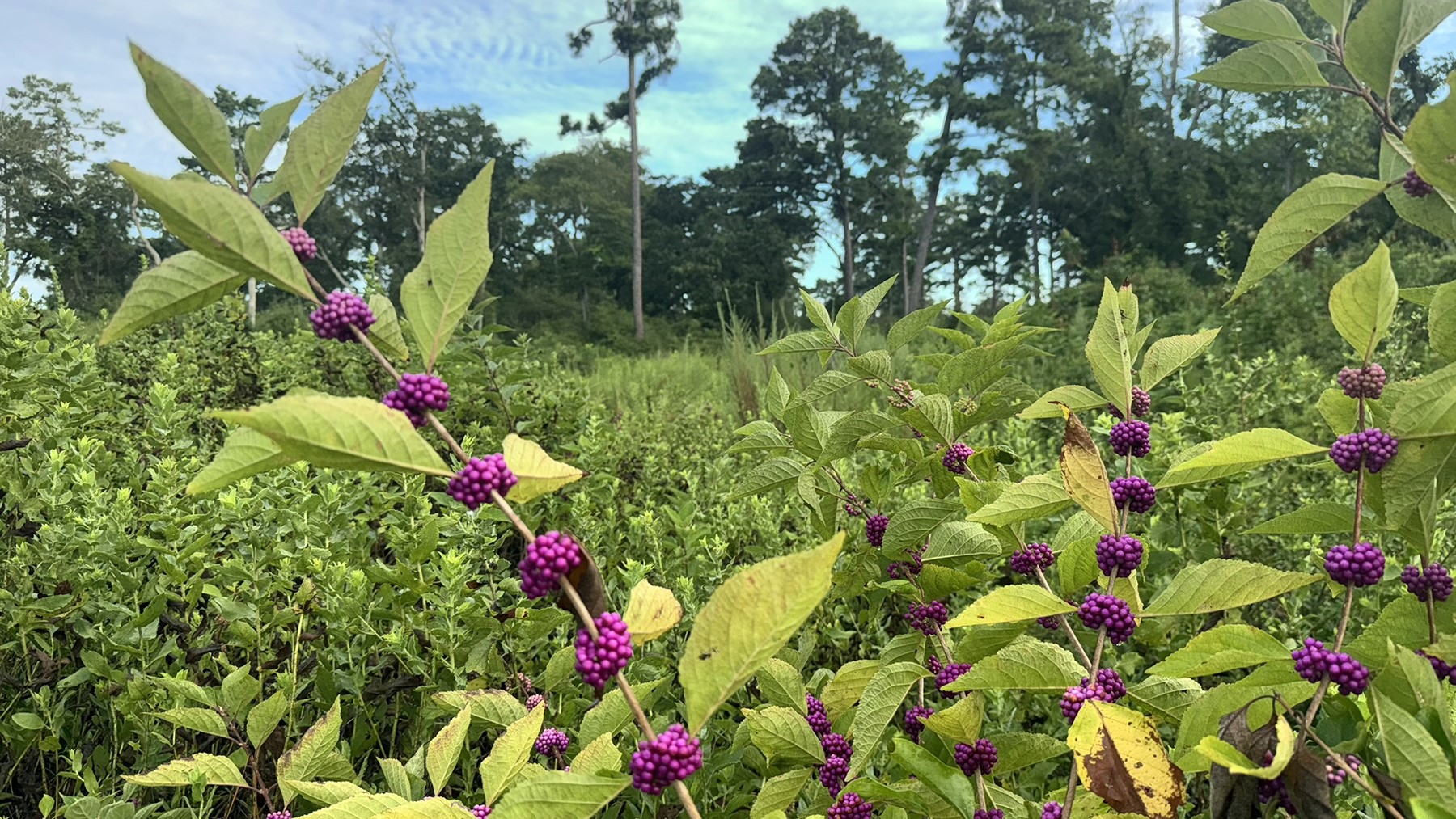 8301 State Highway East Centerville, TX 75833 - Photo 34 of 40 a view of a flower in a garden