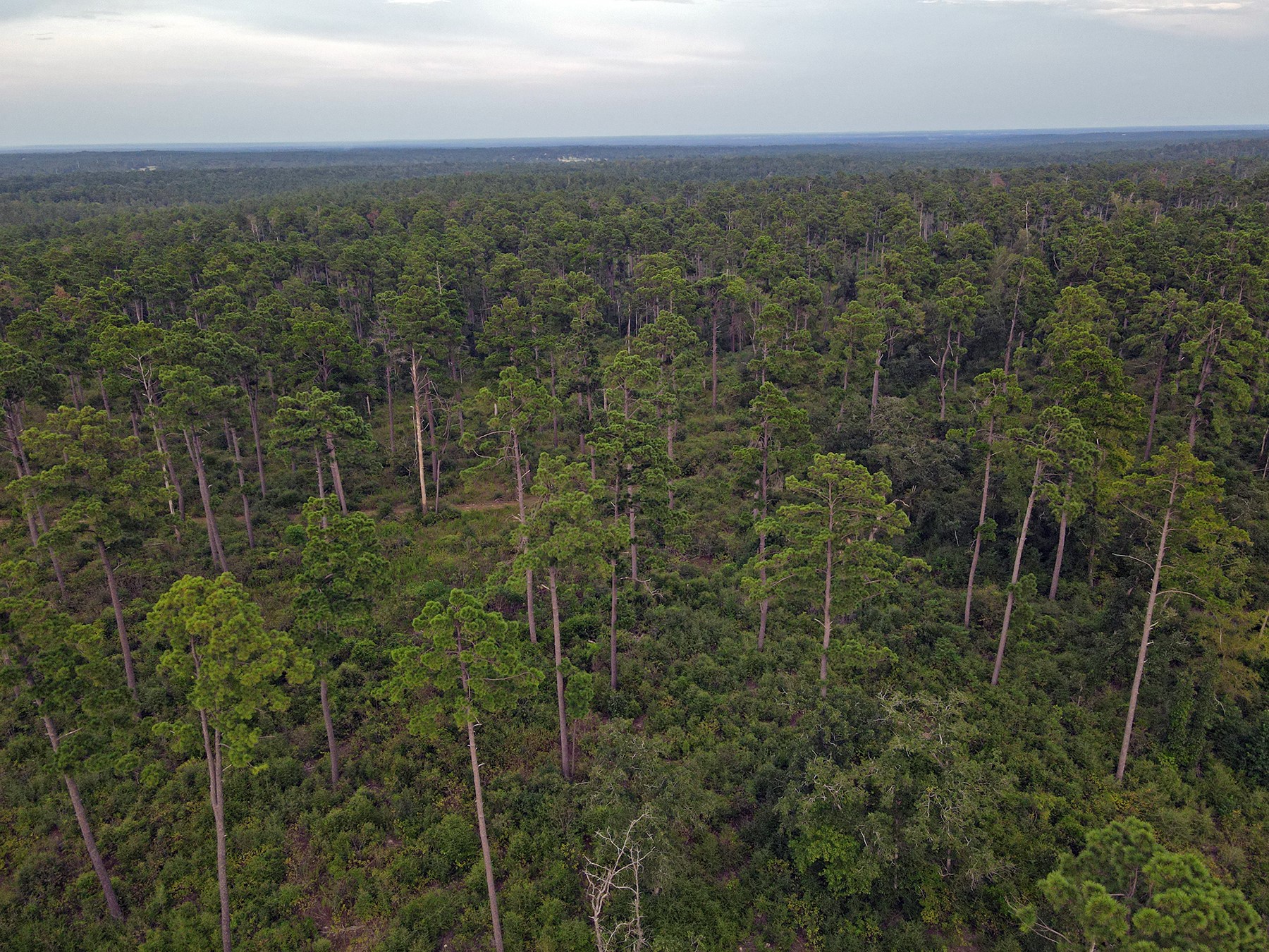 8301 State Highway East Centerville, TX 75833 - Photo 36 of 40 a view of a green field with lots of bushes