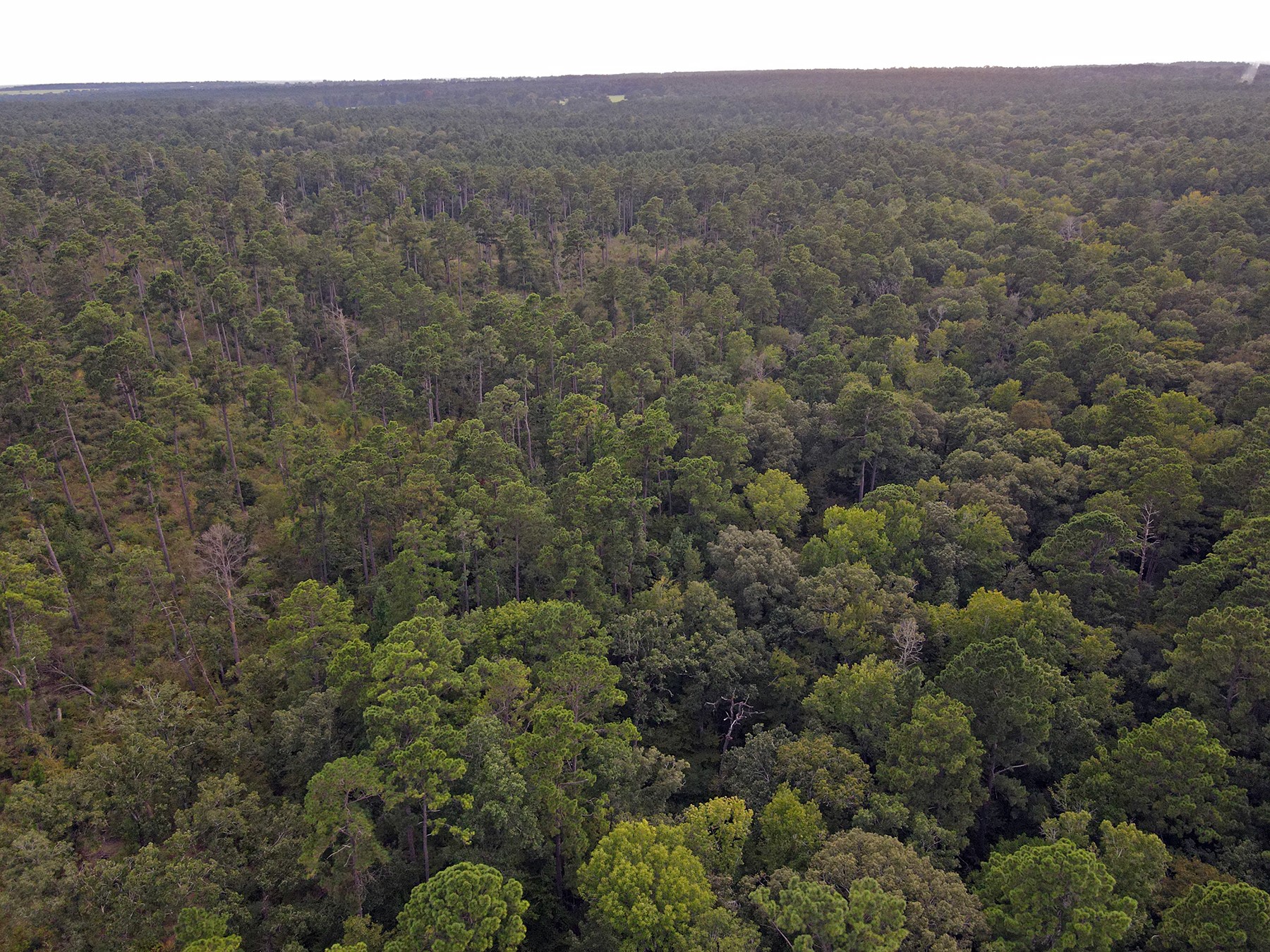 8301 State Highway East Centerville, TX 75833 - Photo 38 of 40 a view of a forest with a street