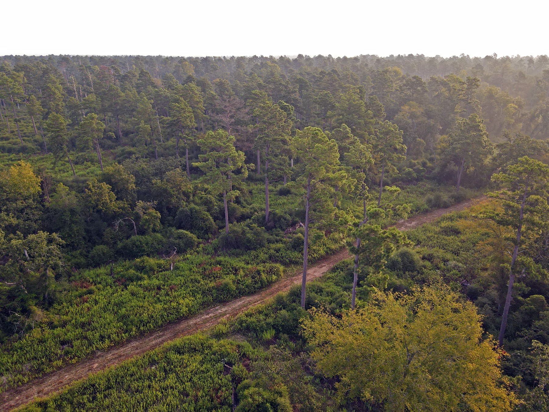 8301 State Highway East Centerville, TX 75833 - Photo 39 of 40 a view of a lush green field