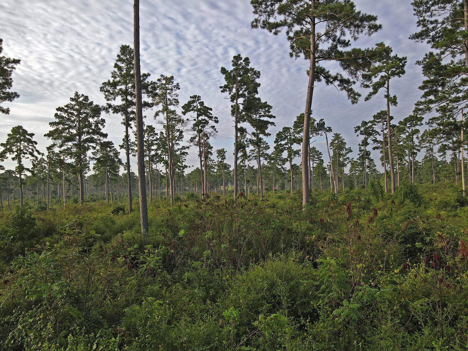 8301 State Highway East Centerville, TX 75833 - Photo 40 of 40 a view of a garden
