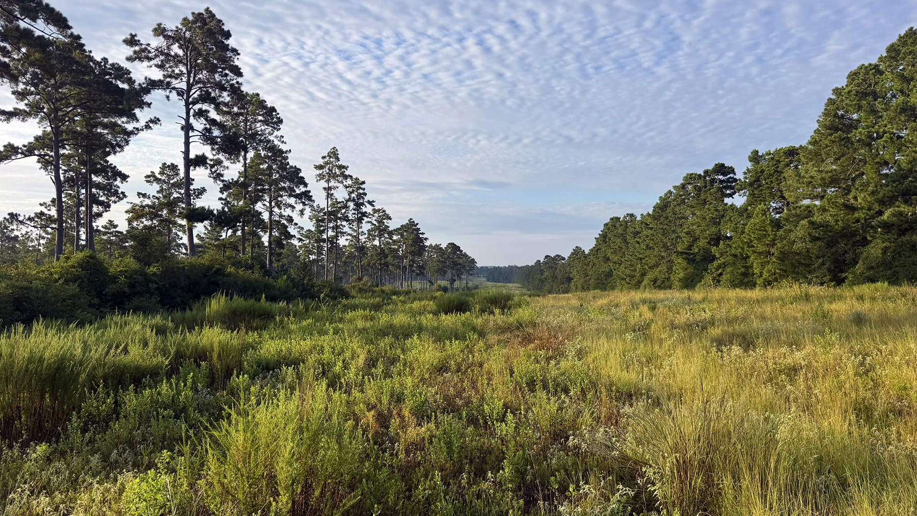 8301 State Highway East Centerville, TX 75833 - Photo 4 of 40 a view of a field of grass and trees