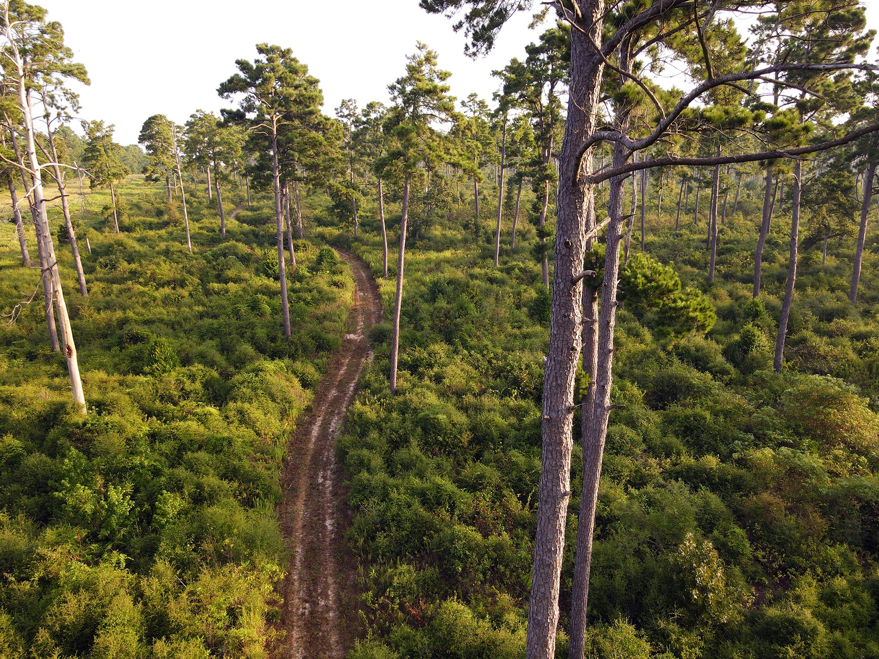 8301 State Highway East Centerville, TX 75833 - Photo 5 of 40 a view of a forest with a tree