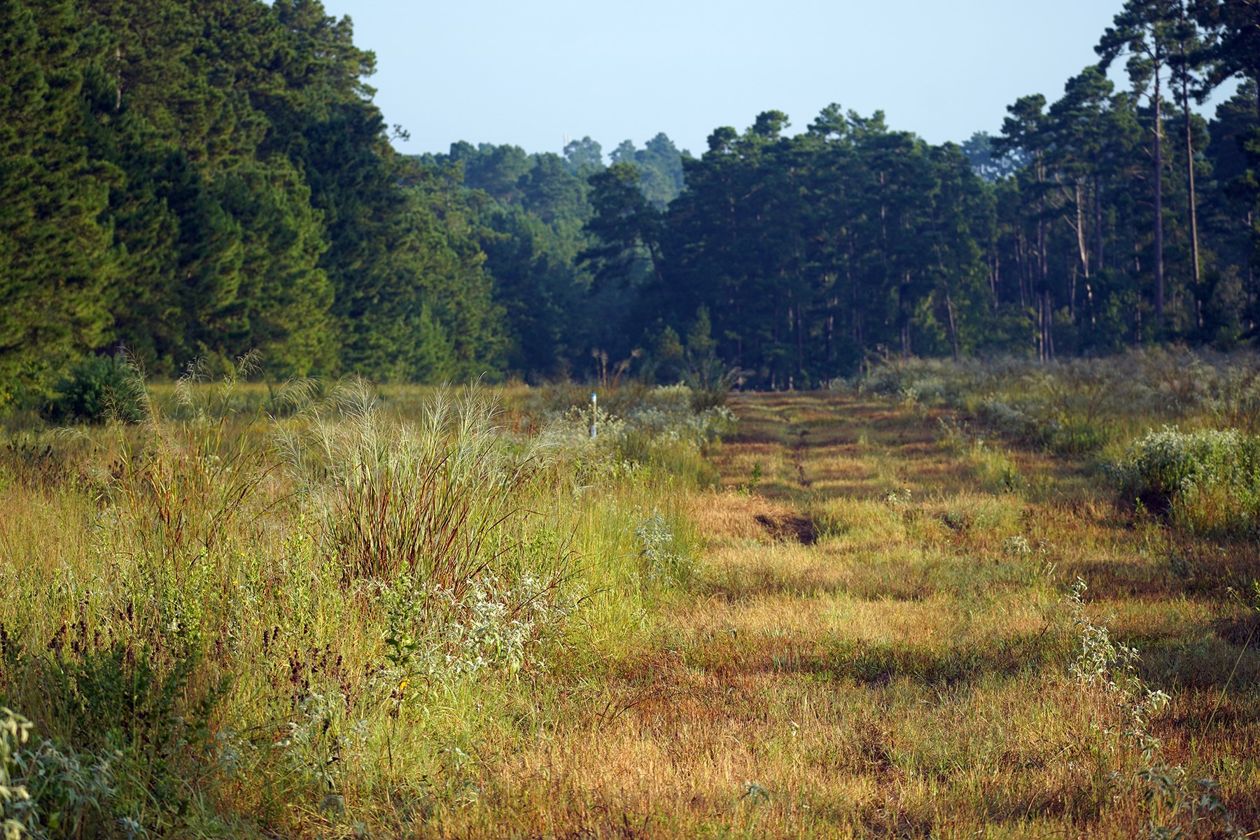 8301 State Highway East Centerville, TX 75833 - Photo 7 of 40 a view of swimming pool