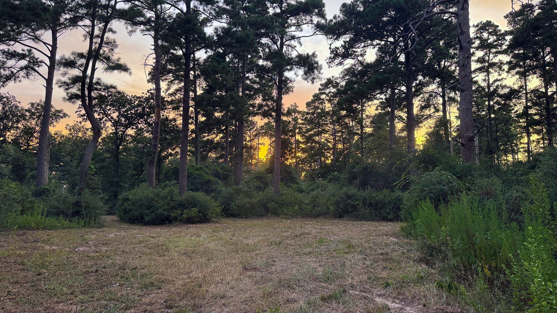 8301 State Highway East Centerville, TX 75833 - Photo 8 of 40 a big yard with large trees