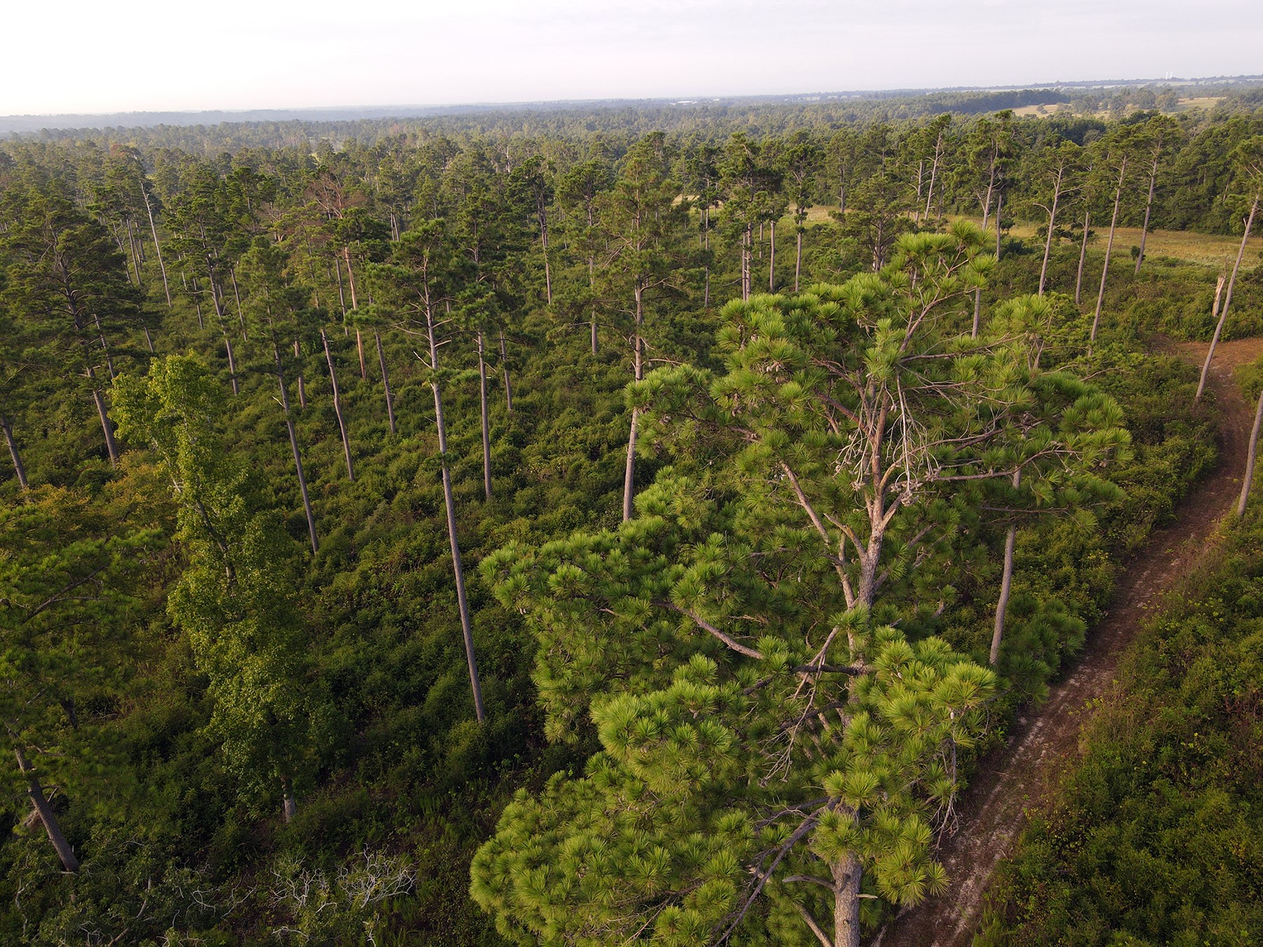 8301 State Highway East Centerville, TX 75833 - Photo 9 of 40 a view of a city with lush green forest