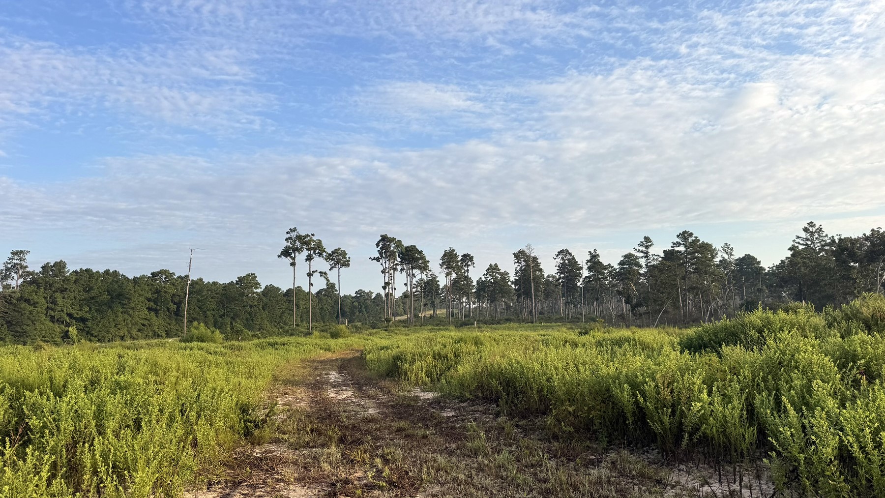 8301 State Highway East Centerville, TX 75833 - Photo 10 of 40 a view of a lake with houses in the back