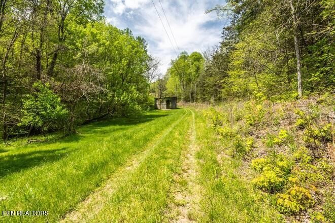 1428 Goodwater Road Bybee, TN 37713 - Photo 28 of 43 a yard with trees in the background