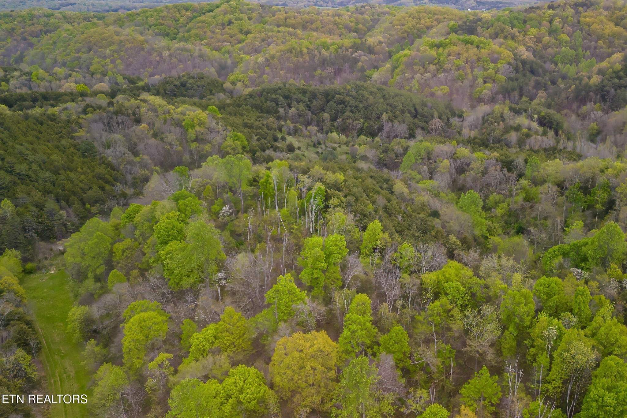 1428 Goodwater Road Bybee, TN 37713 - Photo 34 of 43 a view of a forest