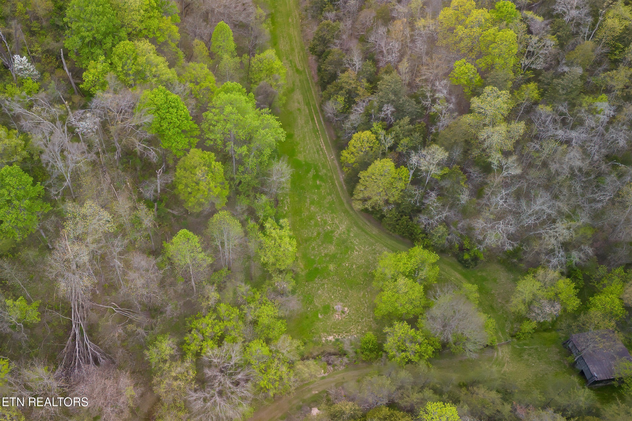 1428 Goodwater Road Bybee, TN 37713 - Photo 41 of 43 a view of a forest