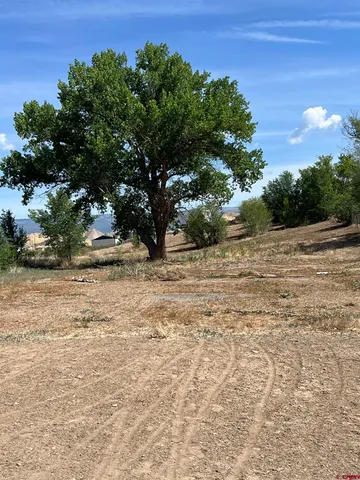 a view of a yard with a tree