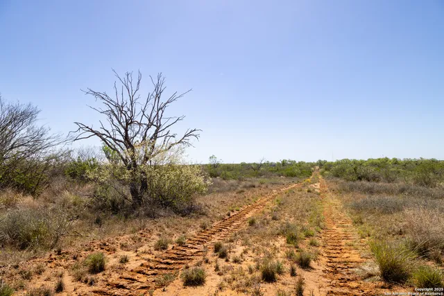 a view of a dry yard with trees