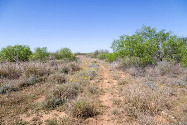a view of a dry yard with trees
