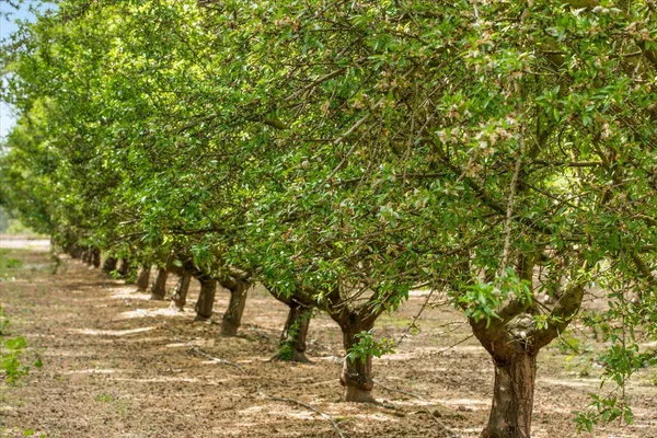 $1,789,000 | 625 North Hopper Road, Modesto, CA 95357