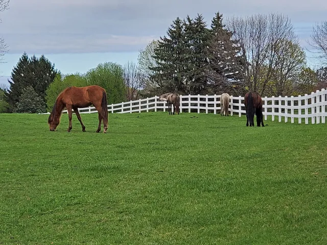 a garden with trees in the background