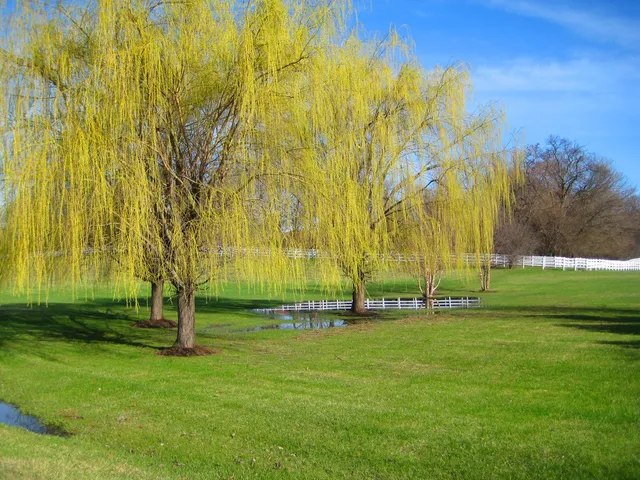 a backyard of a building with trees