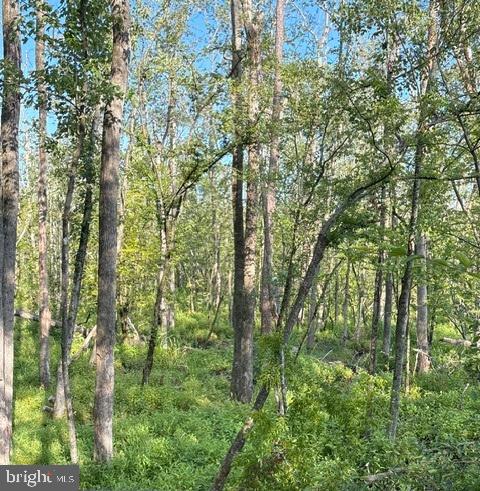 0 Galestown Road Rhodesdale, MD 21659 - Photo 20 of 31 Gallery Image 20