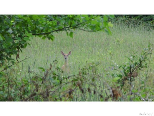 4300 Sanilac Road Kingston, MI 48741 - Photo 17 of 58 trapper jims deer.jpg