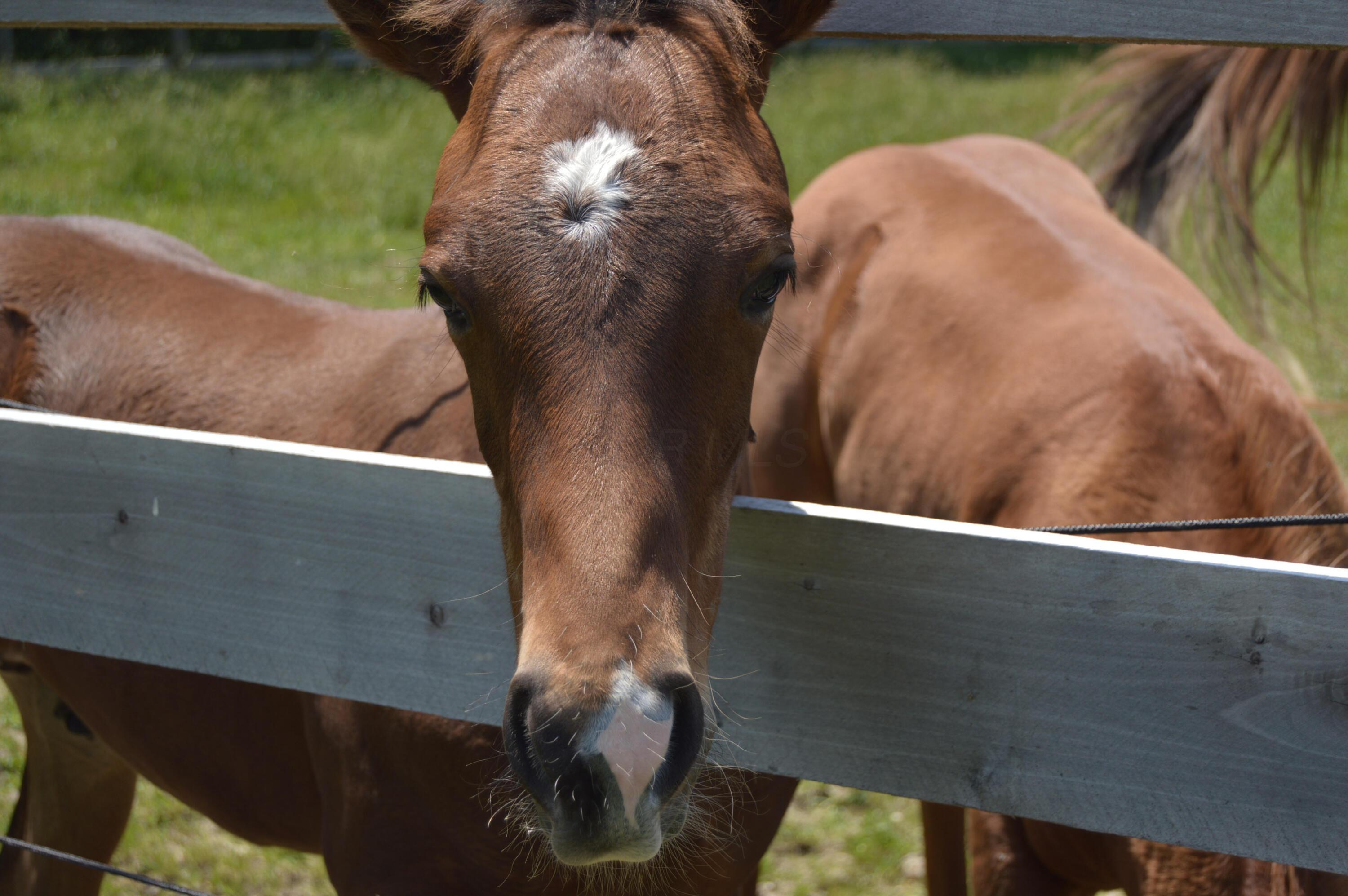 10156 Marysville Road Ostrander, OH 43061 - Photo 69 of 140 Horses 8