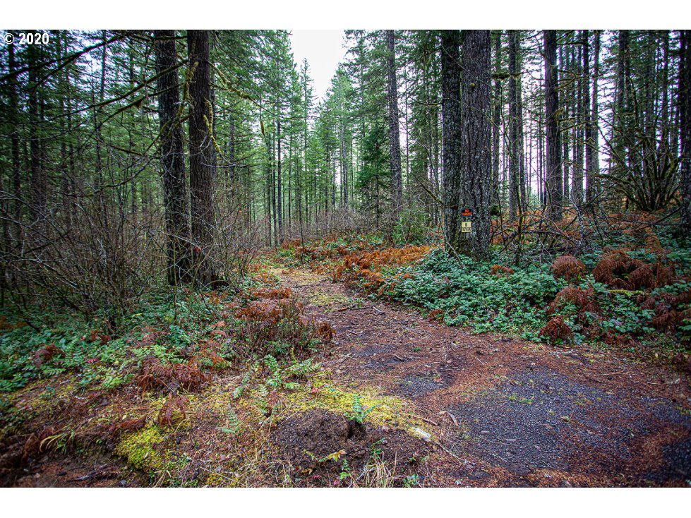 Hemlock Road Carson, WA 98610 - Photo 14 of 22 Gallery Image 14