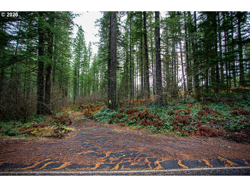 Hemlock Road Carson, WA 98610 - Photo 15 of 22 Gallery Image 15