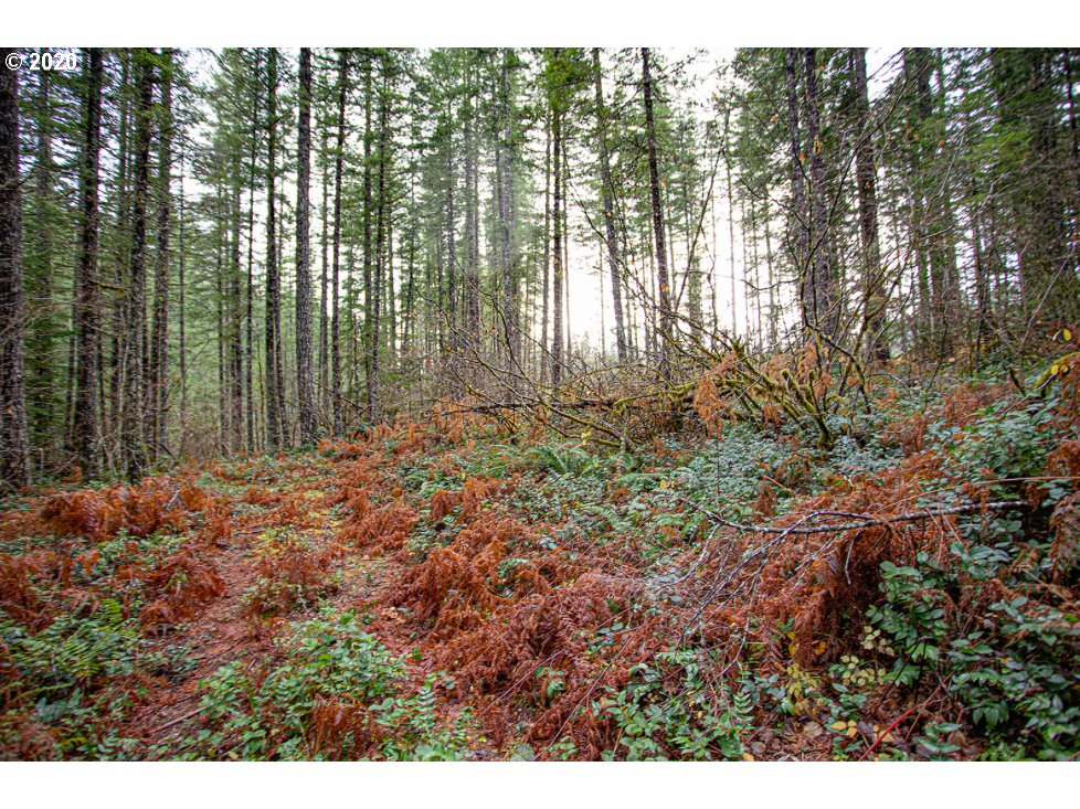 Hemlock Road Carson, WA 98610 - Photo 17 of 22 Gallery Image 17