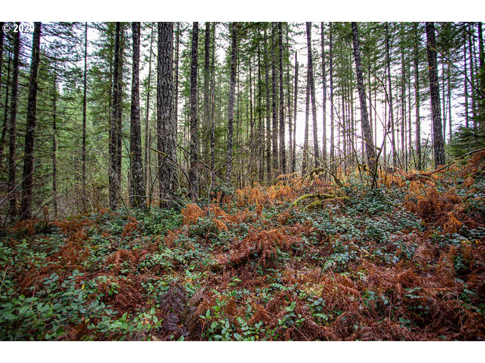 Hemlock Road Carson, WA 98610 - Photo 18 of 22 Gallery Image 18