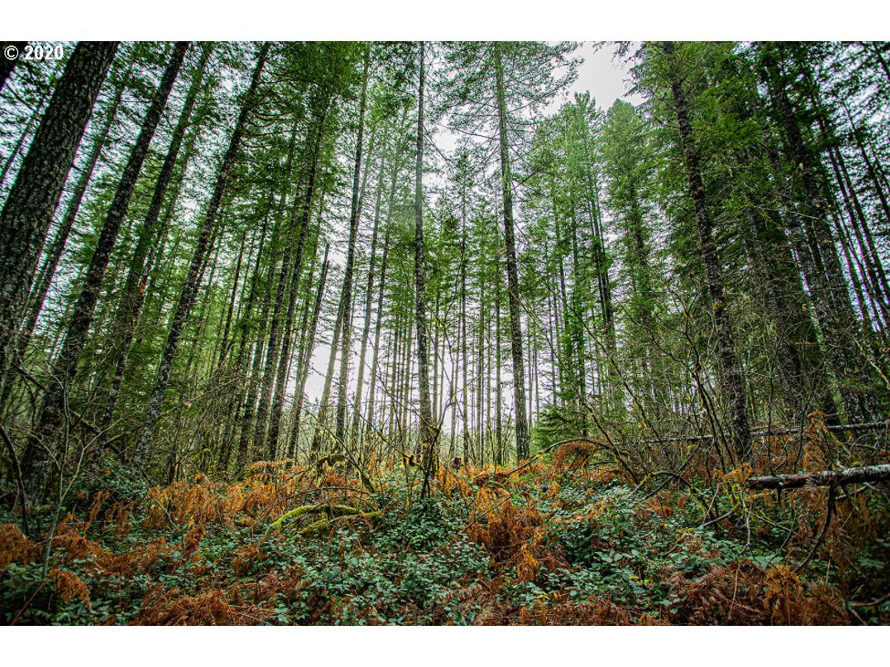 Hemlock Road Carson, WA 98610 - Photo 20 of 22 Gallery Image 20