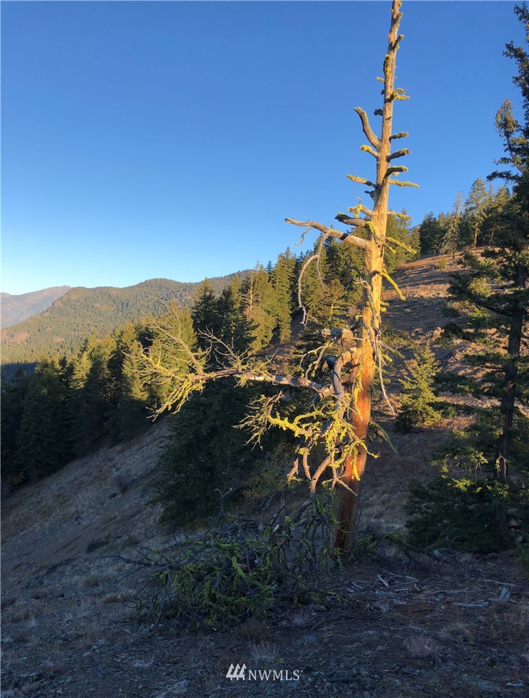 95 Flagg Mountain Loop Mazama, WA 98833 - Photo 17 of 25