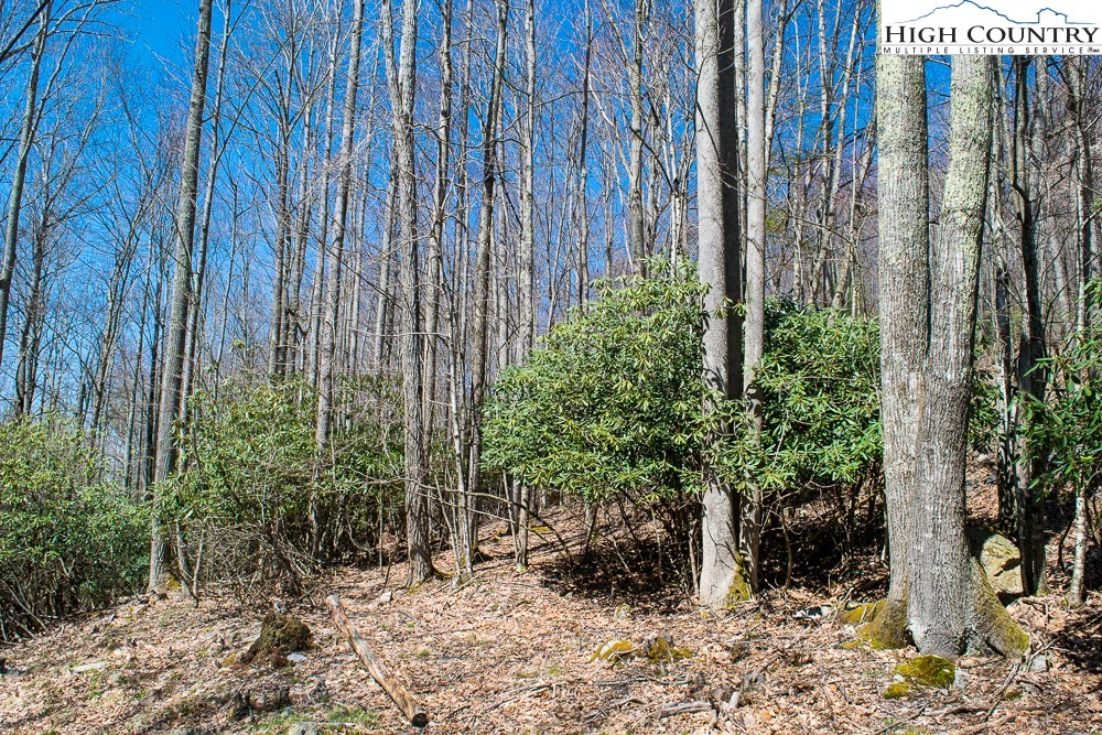a view of a garden with plants and wooden fence