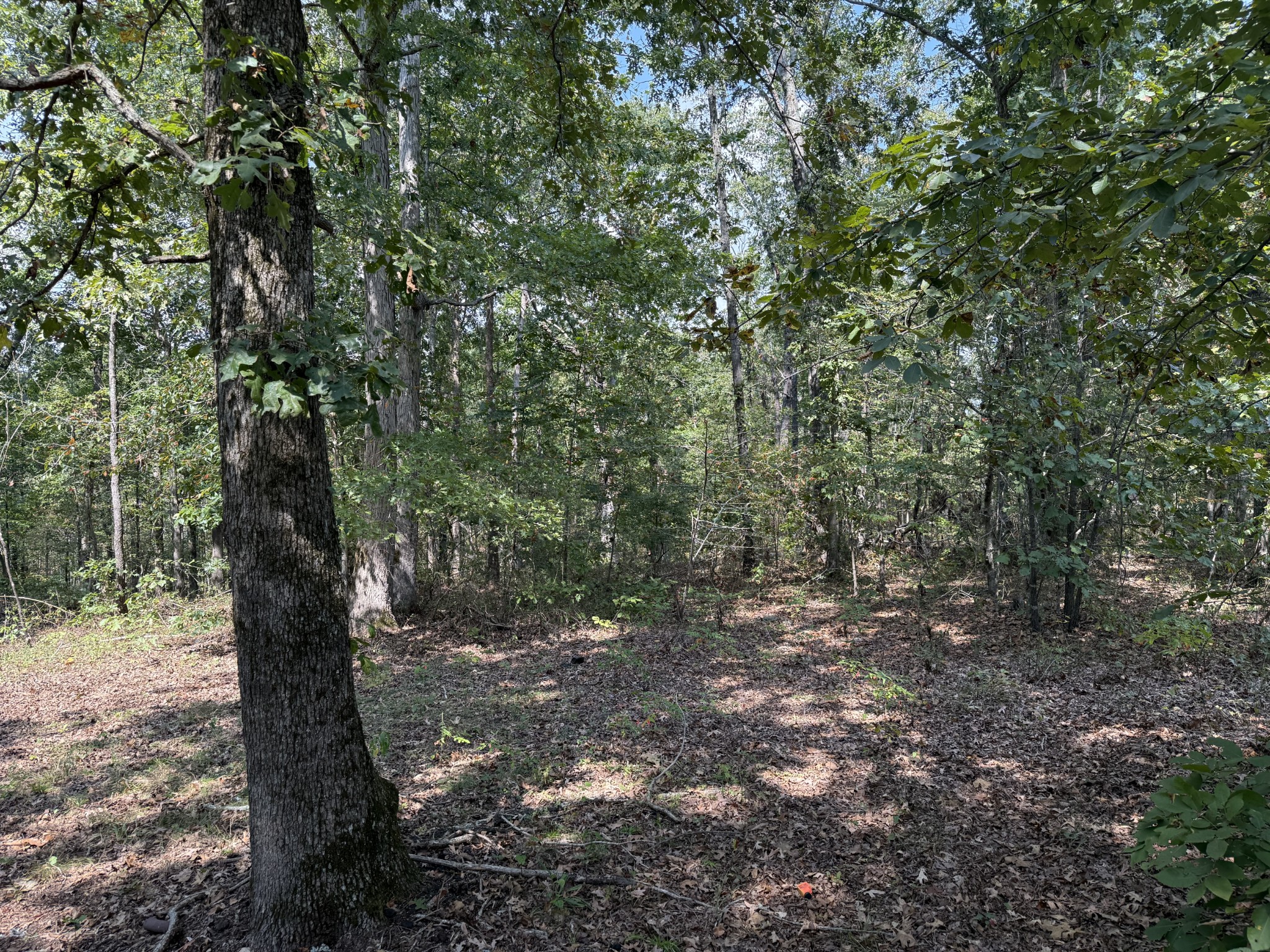 130 Hawk Ridge Road Summertown, TN 38483 - Photo 6 of 14 a view of a forest