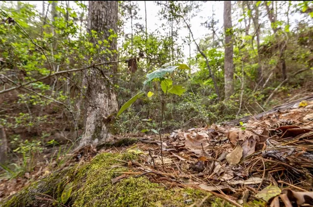 $150,000 | 0 County Road 2650, Cleveland, TX 77327