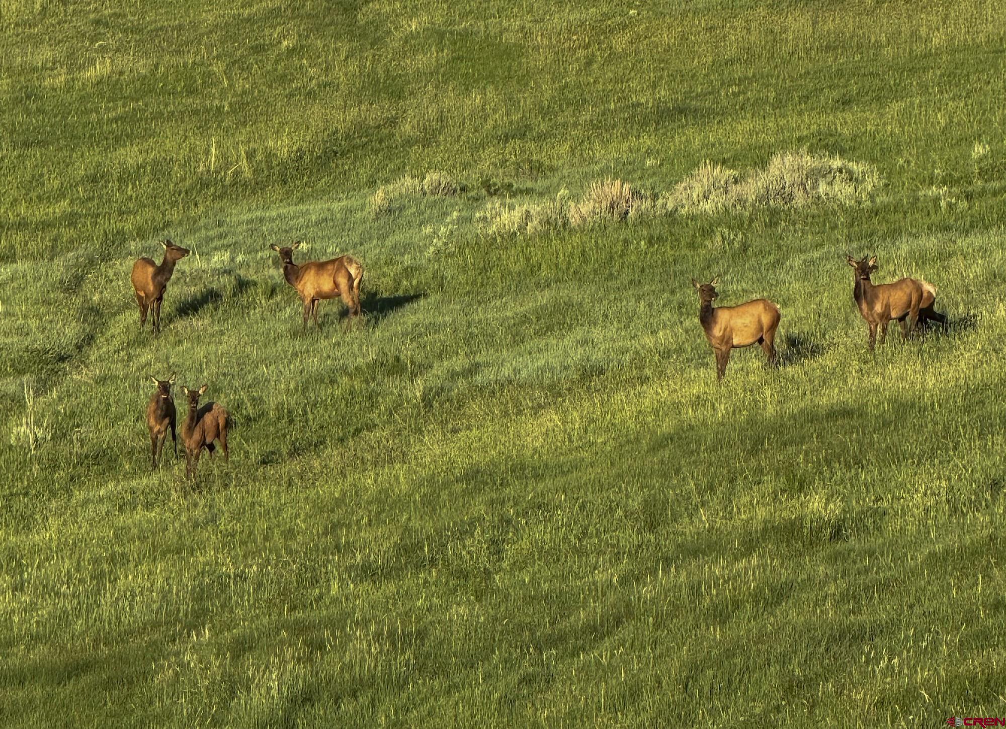 22000 P77 Road Cimarron, CO 81220 - Photo 17 of 37