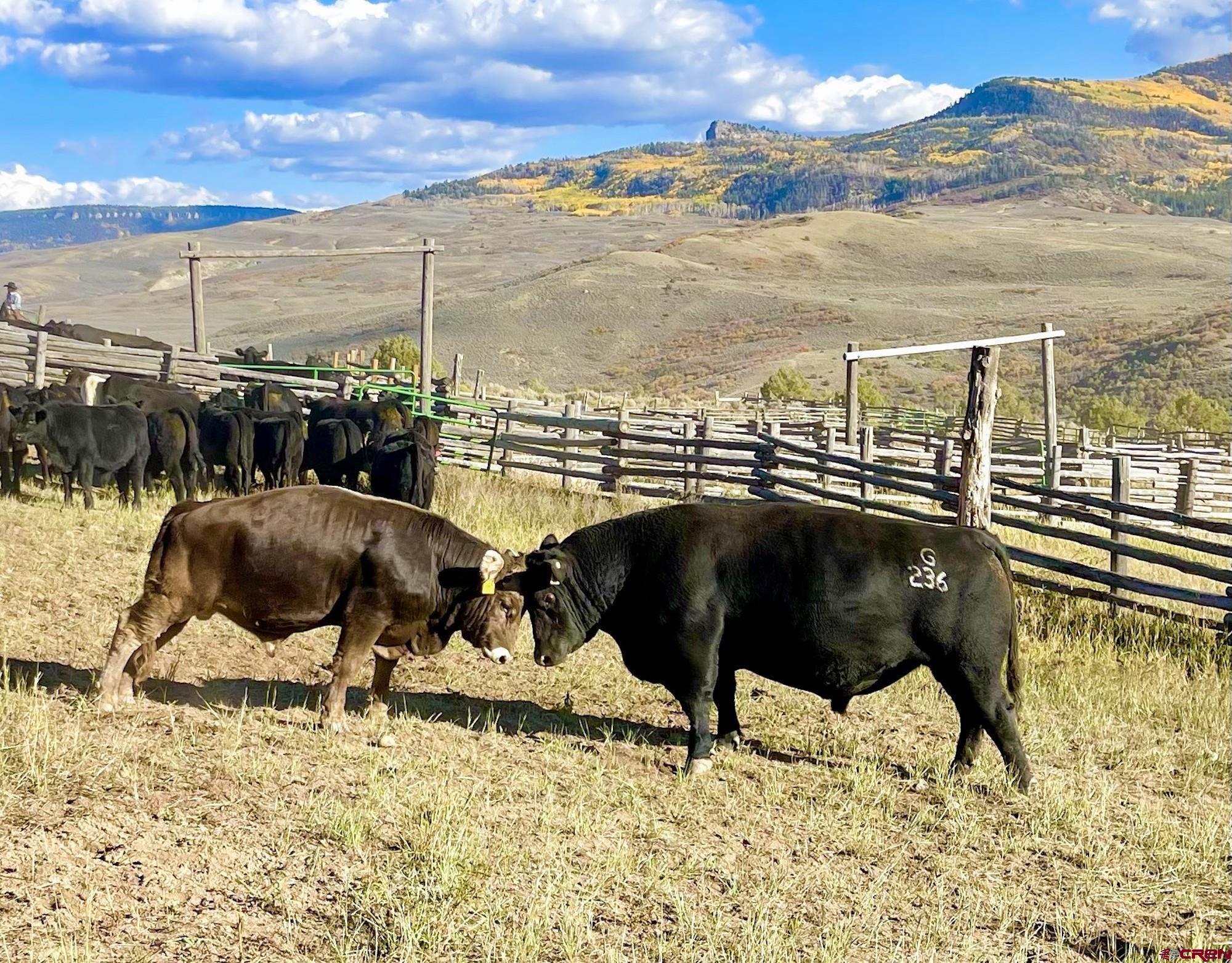 22000 P77 Road Cimarron, CO 81220 - Photo 25 of 37