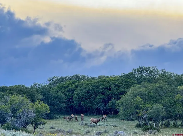 a view of a pathway with a tree in the background