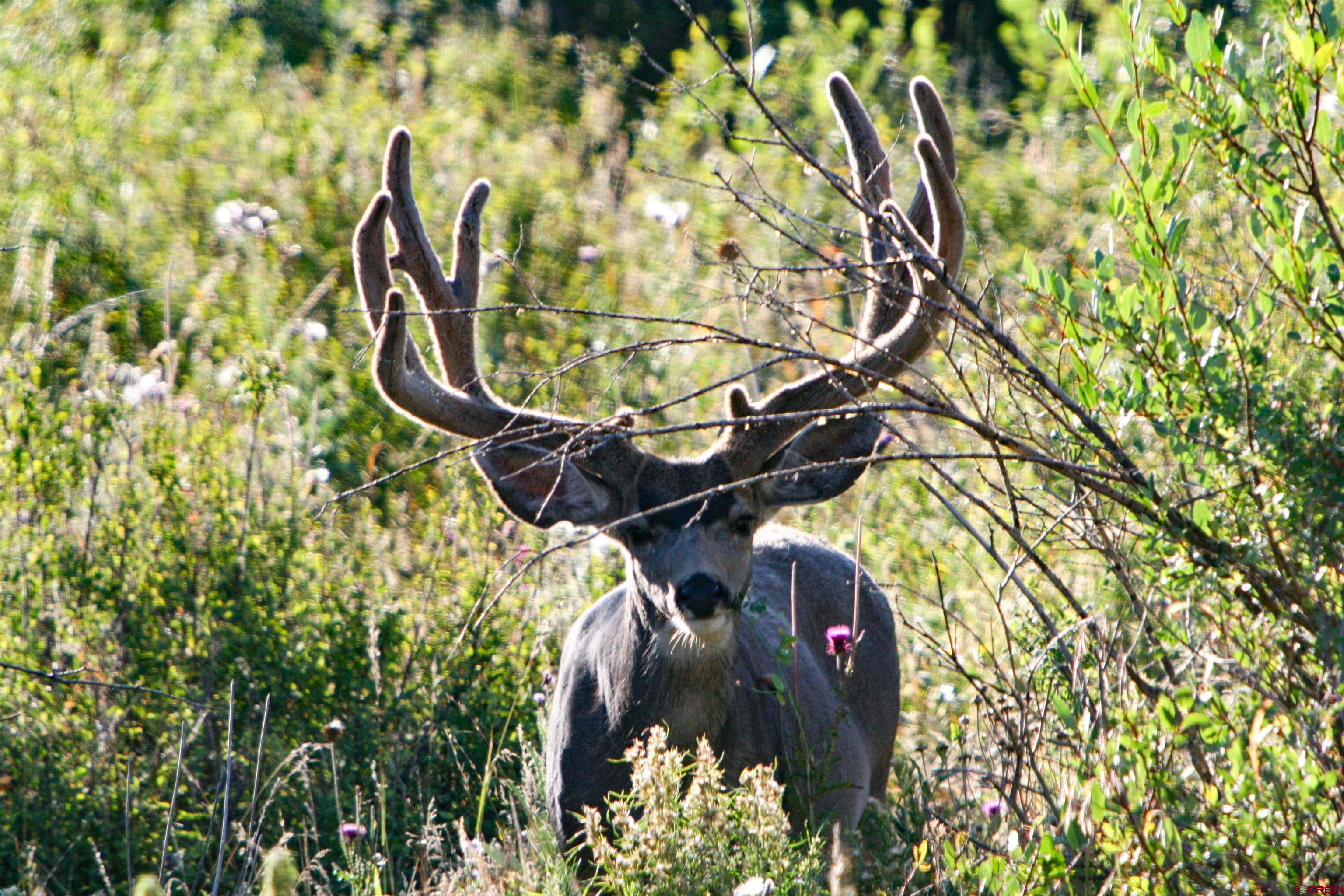 22000 P77 Road Cimarron, CO 81220 - Photo 31 of 37