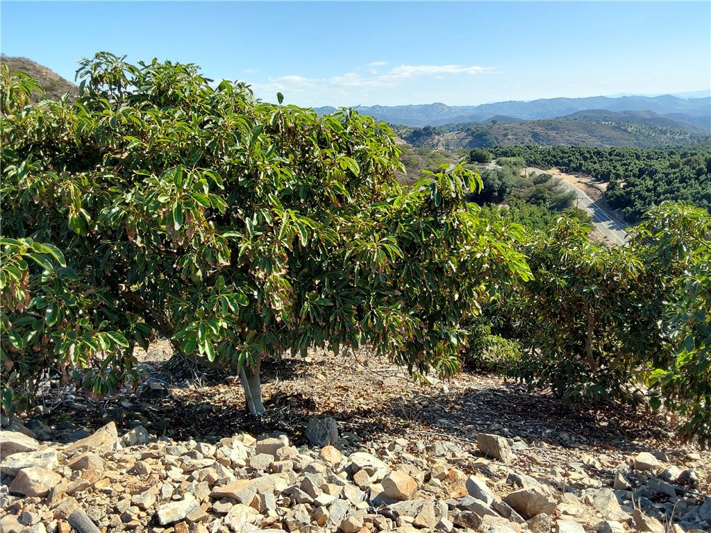 3 Via Vaquero Temecula, CA 92590 - Photo 19 of 38 a view of a large yard with lots of bushes