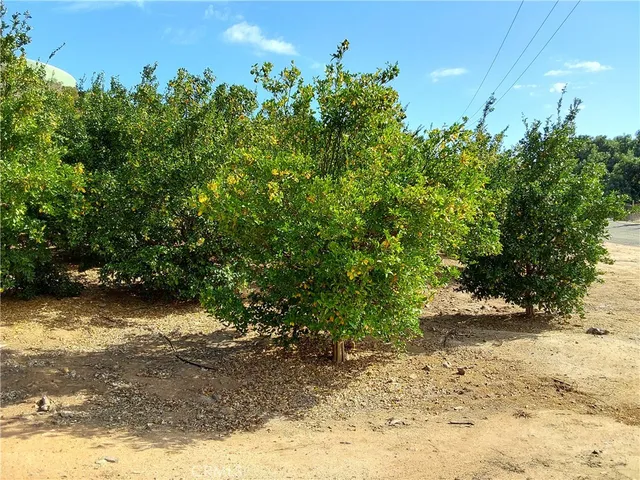 a view of a yard with a tree