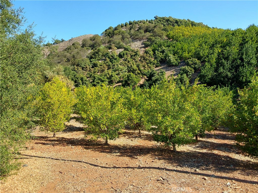 3 Via Vaquero Temecula, CA 92590 - Photo 37 of 38 a view of a large yard with plants and large trees