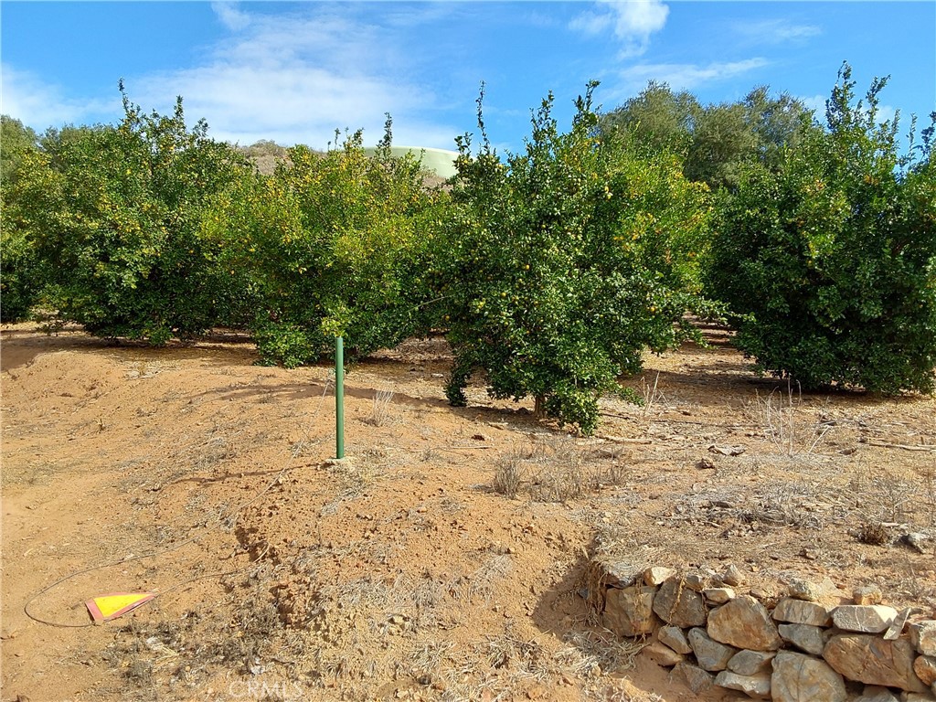 3 Via Vaquero Temecula, CA 92590 - Photo 6 of 38 a view of a yard with trees in front of it
