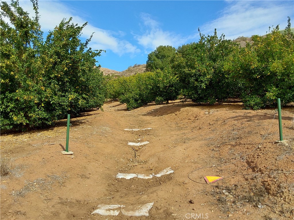 3 Via Vaquero Temecula, CA 92590 - Photo 7 of 38 a backyard of a house with lots of green space