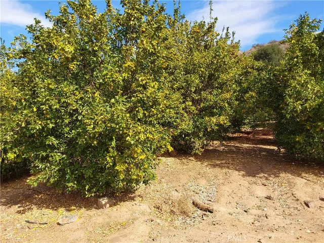 a view of a yard with a tree
