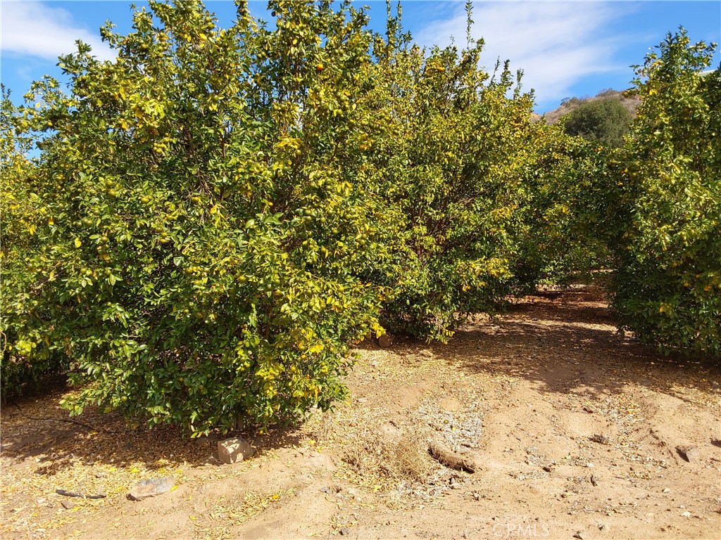 3 Via Vaquero Temecula, CA 92590 - Photo 9 of 38 a view of a yard with a tree