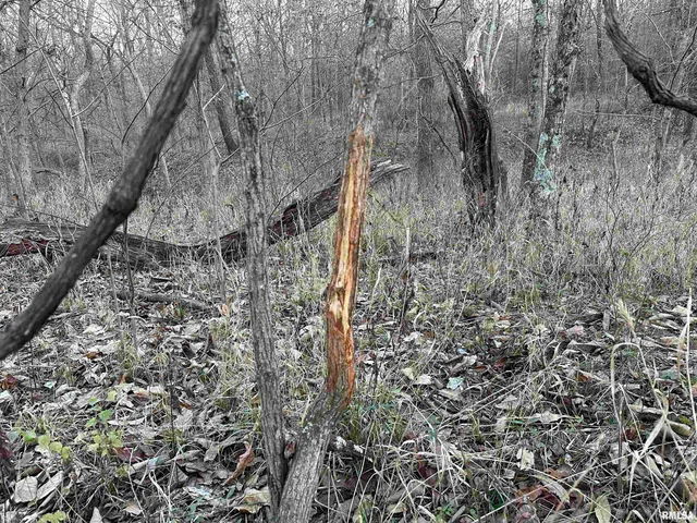 $420,000 | 0 County Highway, Unit COUNTY, Cisne, IL 62823