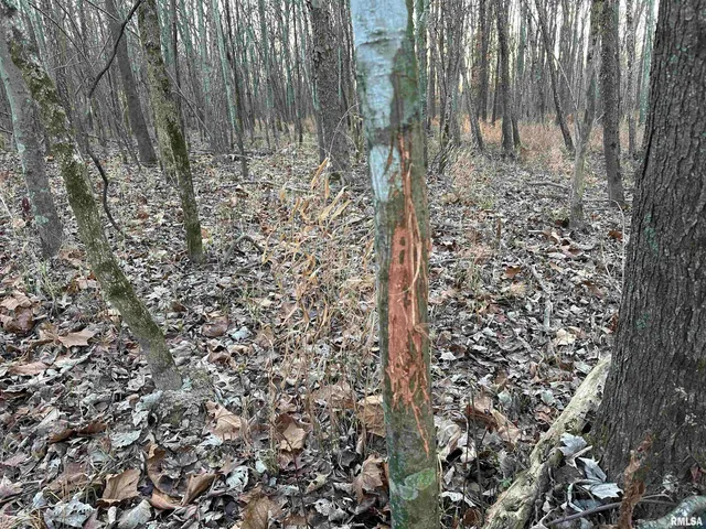 $420,000 | 0 County Highway, Unit COUNTY, Cisne, IL 62823