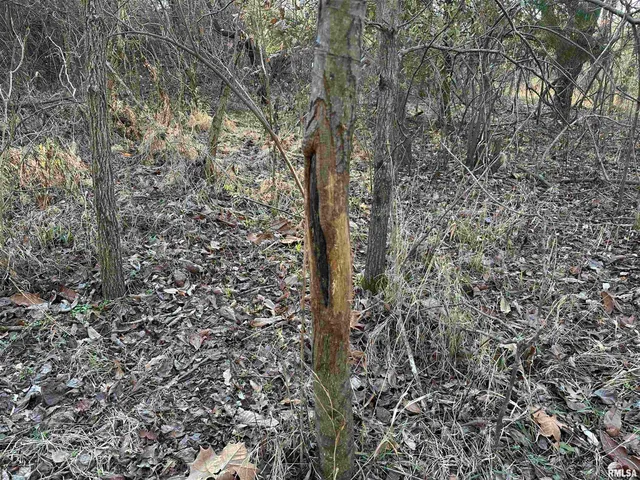 $420,000 | 0 County Highway, Unit COUNTY, Cisne, IL 62823